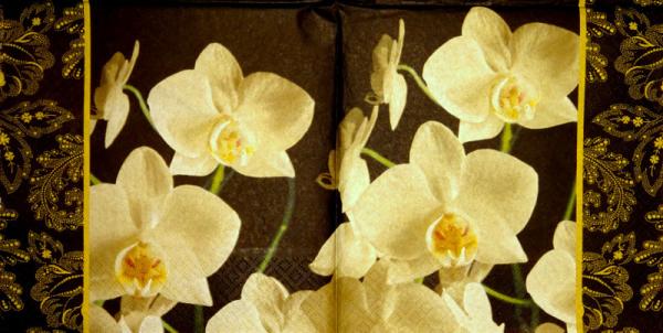 035 Orchids - 3-ply - Avantgarde